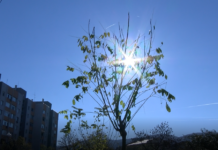 20 дръвчета бяха засадени на различни улици в Асеновград