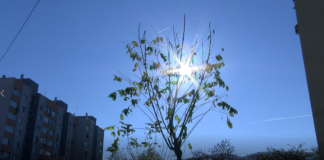 20 дръвчета бяха засадени на различни улици в Асеновград