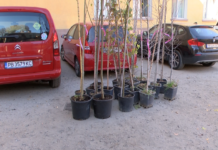 Започна традиционната кампания за безвъзмездно предоставяне на дървета