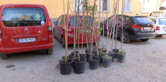 Започна традиционната кампания за безвъзмездно предоставяне на дървета
