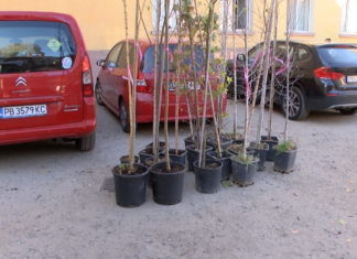 Започна традиционната кампания за безвъзмездно предоставяне на дървета