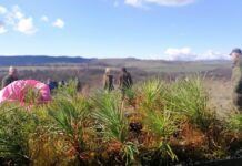 „Купете жива елха, подкрепете българската гора“