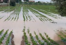 Компенсационен фонд ще обезщетява производителите при неблагоприятни климатични събития