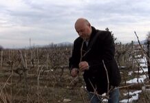 На 14-ти февруари лозята зарязаха и в село Новаково