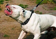 Киноложки организации искат да има регистър от специалисти, които да определят дали едно куче е агресивно или не