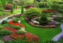 Обществена поръчка за доставка на растителност обявиха от градската управа