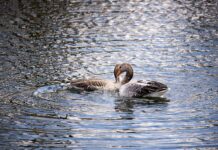 Наблюдение на водоплаващи птици по река Марица организира РИОСВ – Пловдив за Световния ден на влажните зони