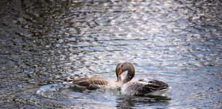 Наблюдение на водоплаващи птици по река Марица организира РИОСВ – Пловдив за Световния ден на влажните зони