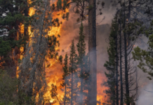 Спешна нужда от доброволци: Голям пожар бушува край село Искра
