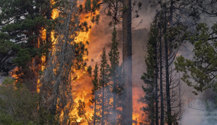 Голям пожар в Първомайско1