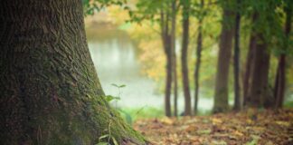 Спешни действия срещу увредената от корояд дървесина