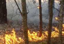 1000 лв. глоба за палене на огън в гората