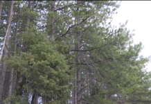 По повод Седмицата на гората залесяват района край хижа „Марциганица“