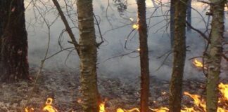 1000 лв. глоба за палене на огън в гората