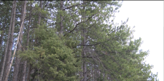 По повод Седмицата на гората залесяват района край хижа „Марциганица“