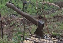 2700 проверки за опазване на горите са извършени през празничните дни