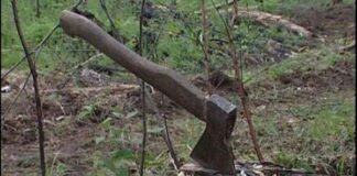 2700 проверки за опазване на горите са извършени през празничните дни