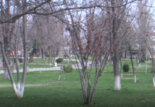 Предстои обновяване на градския парк