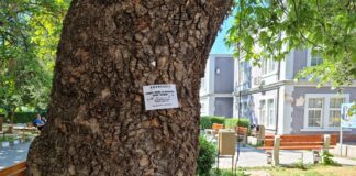 Обработката на зелените площи срещу кърлежи в Асеновград продължава