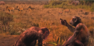 Гостуваща изложба „Зората на човечеството“ в Палеонтологичния музей