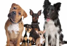 „Регистрирай куче и спечели награда” стартира в Пловдив