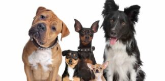 „Регистрирай куче и спечели награда” стартира в Пловдив