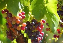 Над 200 000 тона ще бъде преработено грозде през 2017-та