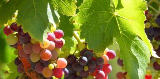 Над 200 000 тона ще бъде преработено грозде през 2017-та