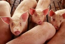 Разработен е проект на държавна помощ за хуманно отношение към свинете