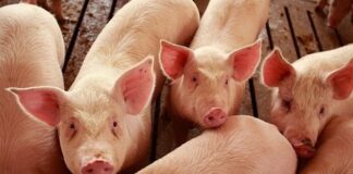 Разработен е проект на държавна помощ за хуманно отношение към свинете