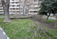 Много сигнали за счупени клони са постъпили в Община Асеновград