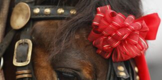 Отлагат Тодоровите кушии в Асеновград