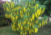 Общината поръчва растителност за 70 хил. лв.