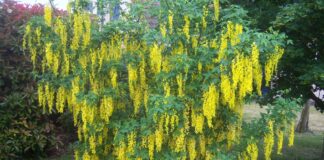 Общината поръчва растителност за 70 хил. лв.