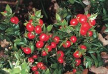 МОСВ: Не купувайте букети за празниците с Бодлив залист – защитен вид е