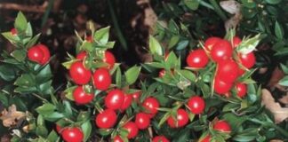 МОСВ: Не купувайте букети за празниците с Бодлив залист – защитен вид е