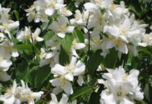 Общината поръчва растителност за 70 хил. лв.