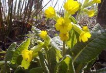 Започват проверки за търговия със защитени видове пролетни цветя