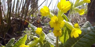 Започват проверки за търговия със защитени видове пролетни цветя