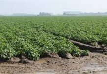 До края на декември земеделците избират как да се облагат доходите им за 5 години напред