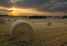 Заповеди на директора на ОДЗ „Земеделие“ – Пловдив за разпределяне на масивите за ползване на земеделските земи