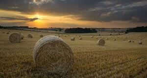 Заповеди на директора на ОДЗ „Земеделие“ – Пловдив за разпределяне на масивите за ползване на земеделските земи