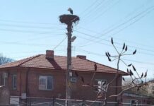 Предвестниците на пролетта пристигнаха в Асеновградско