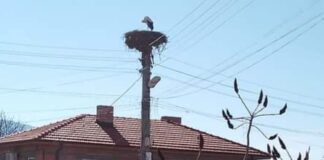 Предвестниците на пролетта пристигнаха в Асеновградско