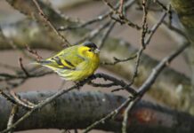 Акция в Асеновград