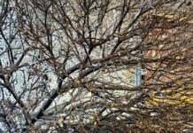 Дърво падна върху автомобил на паркинг на супермаркет в Асеновград