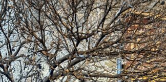 Дърво падна върху автомобил на паркинг на супермаркет в Асеновград