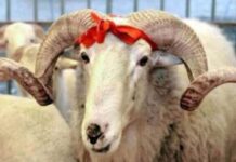 Мюсюлманите отбелязват днес Курбан Байрам