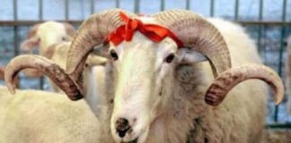 Мюсюлманите отбелязват днес Курбан Байрам