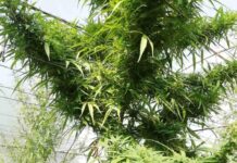 Откриха оранжерия за производство на марихуана в дома на 51-годишен мъж